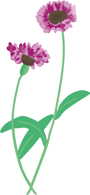 centauree noire plante dessin