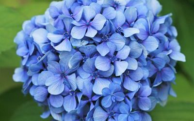 La plante du mois : l’hortensia, conseils jardinage et anecdotes