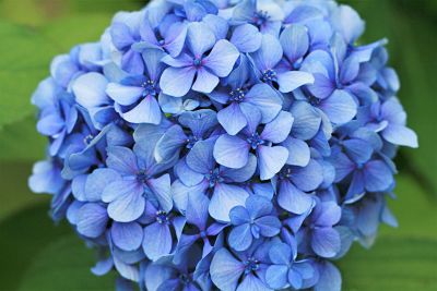hortensia bleu fleur