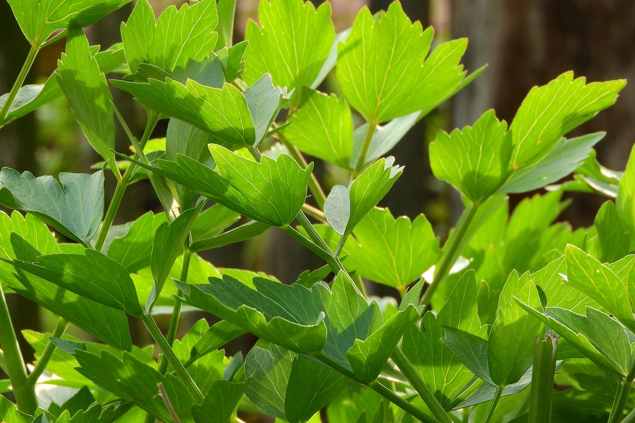 liveche feuilles