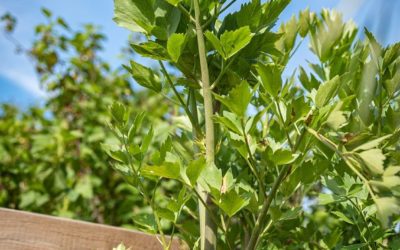 Livèche et mélisse : nos conseils jardinage pour vos plantes aromatiques