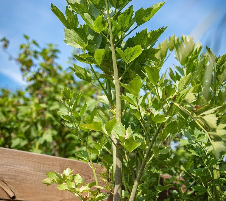 Livèche  : nos conseils jardinage pour votre plante aromatique