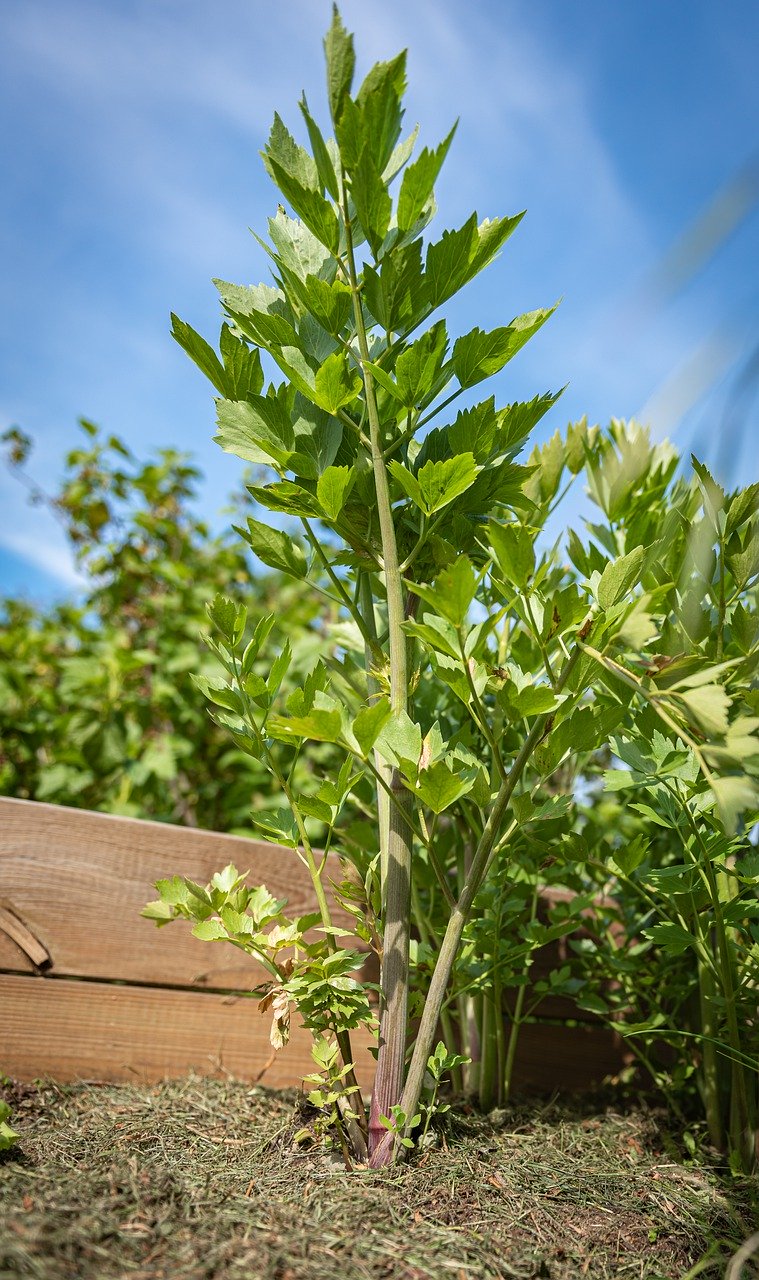 liveche plante aromatique