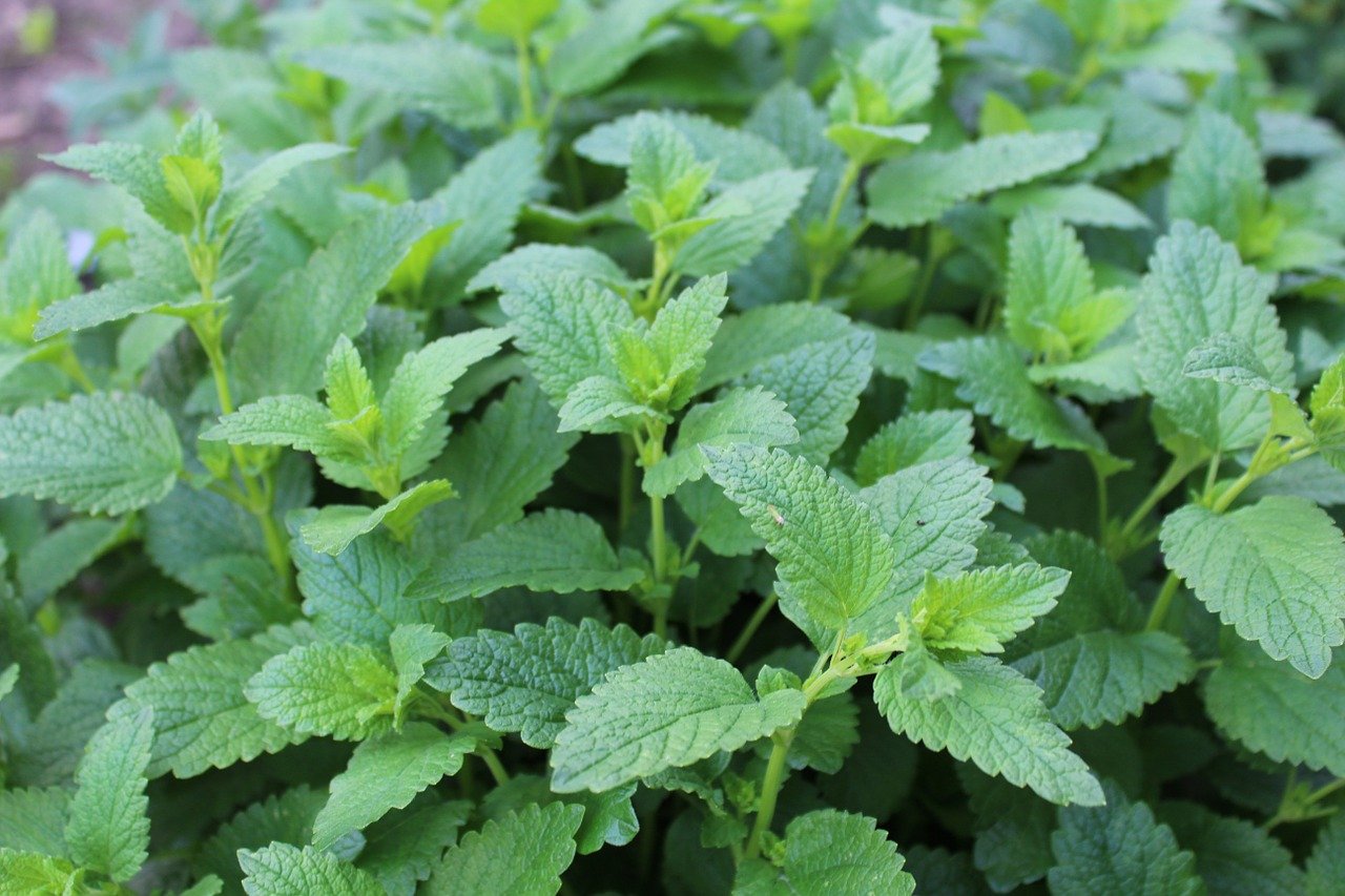 melisse plante aromatique melisse plante aromatique