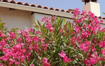 La plante du mois : le laurier rose, conseils jardinage et découverte