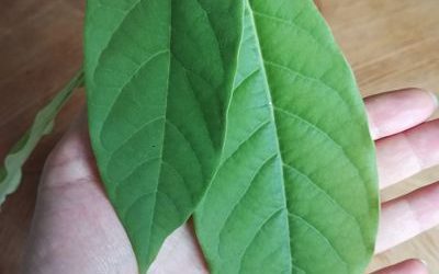 Le tuto DIY du mois : comment faire pousser un avocat ?