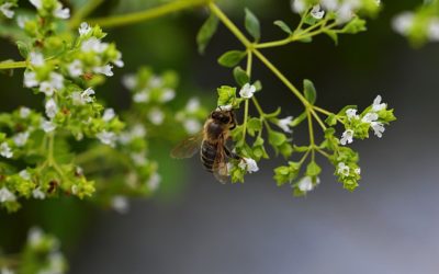 L’origan crétois et doré : conseils jardinage