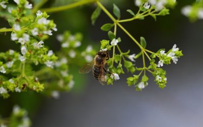 L’origan : conseils jardinage pour cette belle plante aromatique