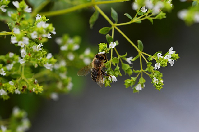 L’origan : conseils jardinage pour cette belle plante aromatique