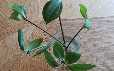 La plante du mois chez moi : peperomia et sauge sclarée