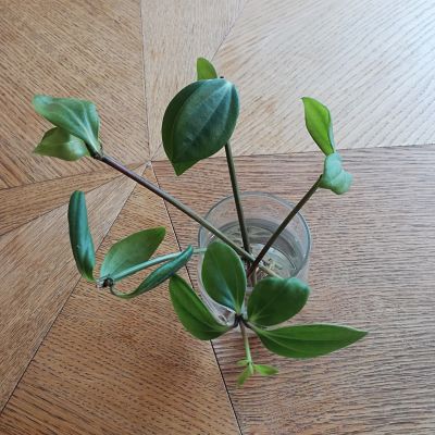 plante peperomia conseils jardinage