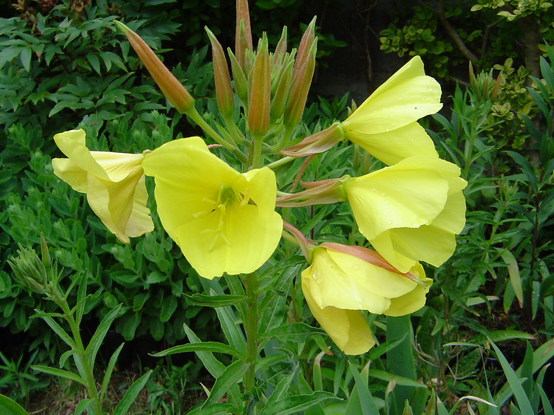 onagre plante box écoresponsable