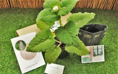 La box de plantes du printemps 2020