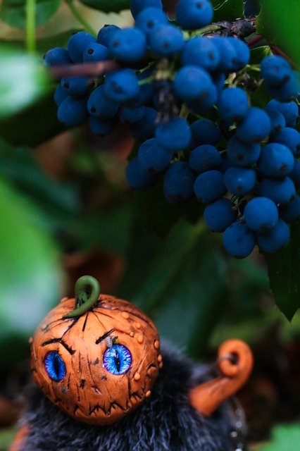 Citrouille halloween citrouille halloween