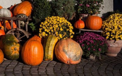 La citrouille, les courges et autres cucurbitacées