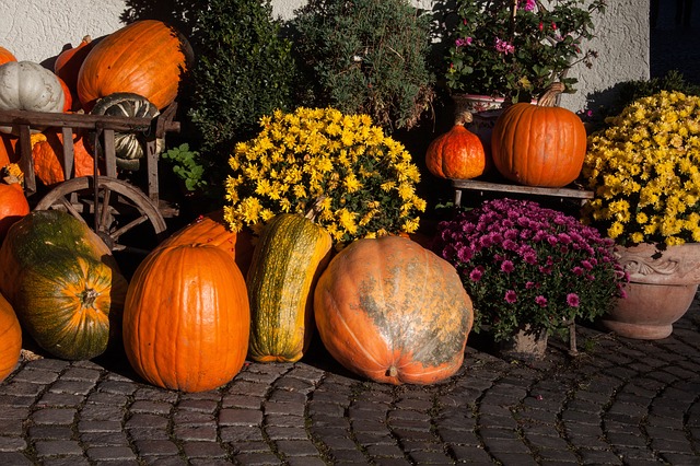 Halloween : gardez les graines de citrouille pour les oiseaux des jardins