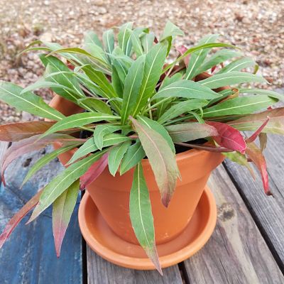 onagre box plante fleurie onagre box plante fleurie