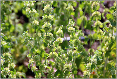 marrube plante medicinale fleurs