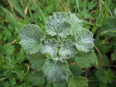 marrube plante medicinale