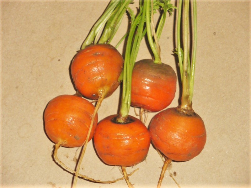 carotte ronde de paris conseils jardinage