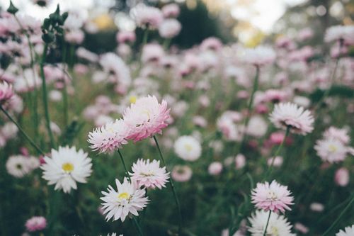 camomille romaine double fleurs jardinage