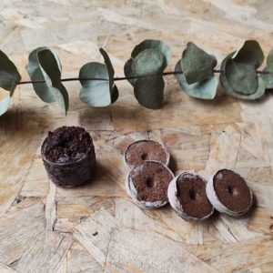 pastille coco semis graines jardinage