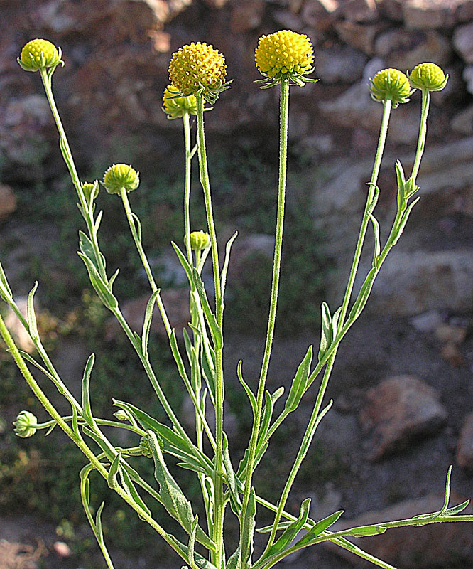 cephalophora plante jardinage ananas conseils