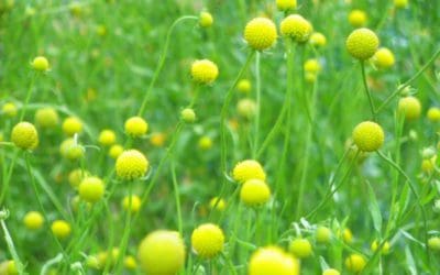 La cephalophora aromatica : conseils jardinage pour votre plante