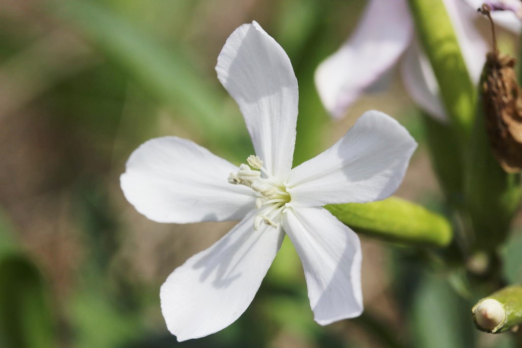 fleur saponaire jardinage