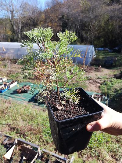 arquebuse jardinage plante aurone