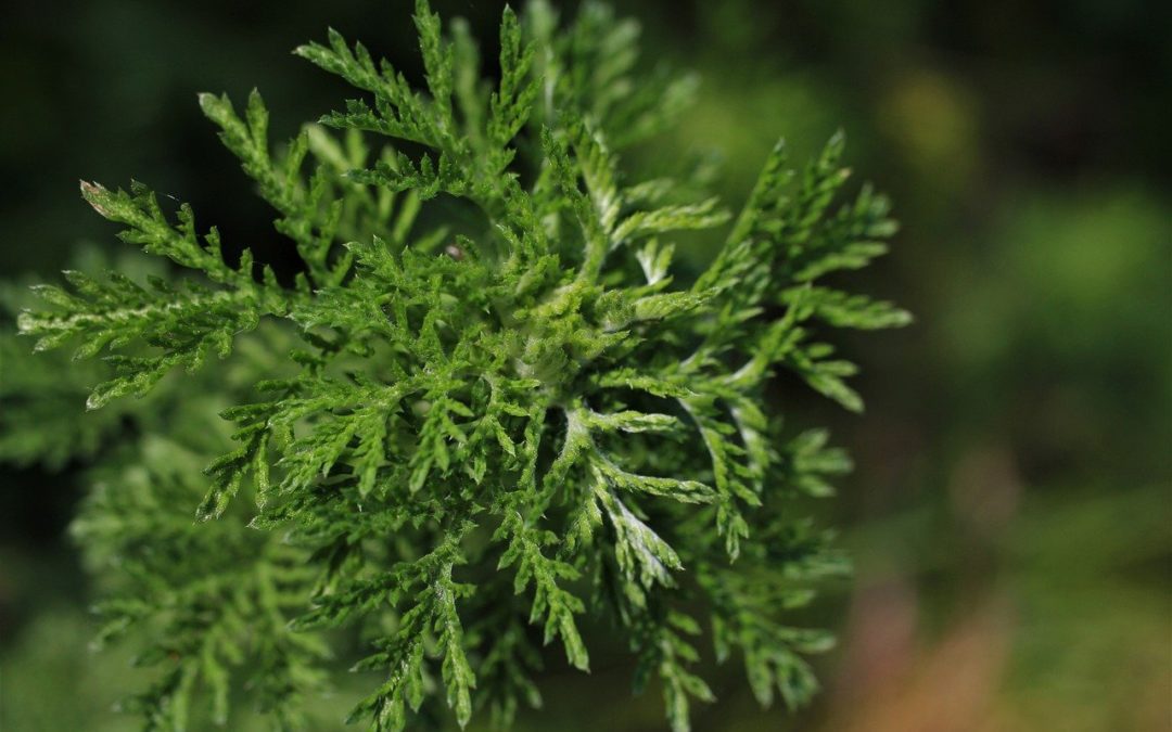 L’arquebuse : conseils jardinage pour votre plante