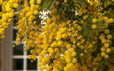 La plante du mois : le mimosa, conseils jardinage et découverte