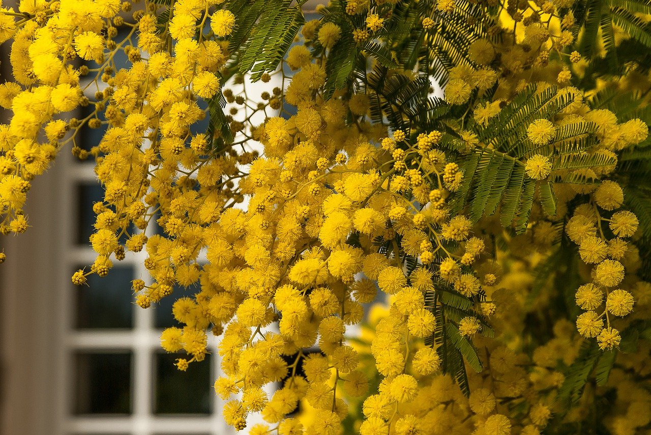 mimosa plante jardinage conseils