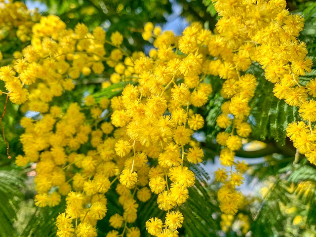 mimosa jardinage plante fleurs