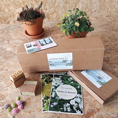 box plantes fleurs cadeau box plantes fleurs cadeau