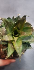 ananas bouture plante ananas bouture plante