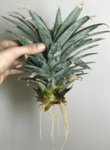 bouturage ananas racines