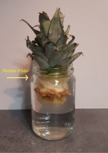 bouturage ananas eau