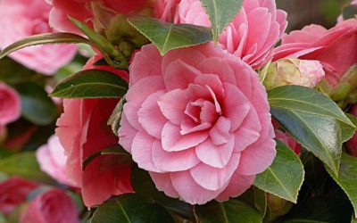 La plante du mois : le camélia, conseils jardinage et découverte