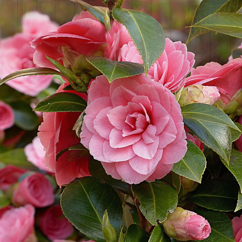 camelia jardinage plante