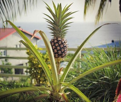 ananas plante bouture