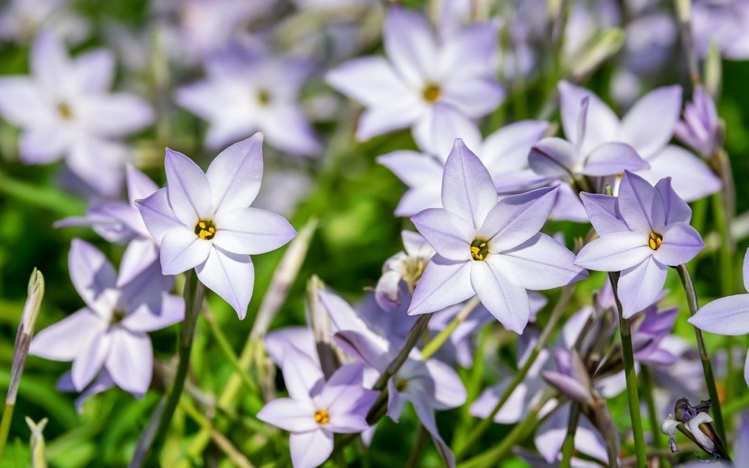 L’iphéion : conseils jardinage