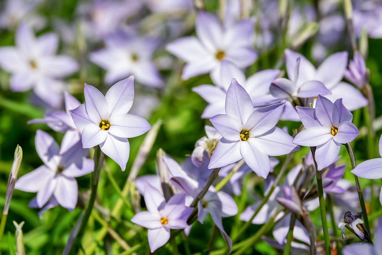 ipheion plante conseils jardinage