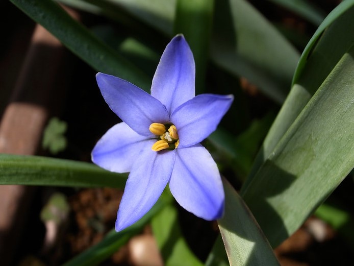 recettes cuisine ipheion fleur