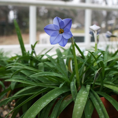 ipheion conseils jardinage