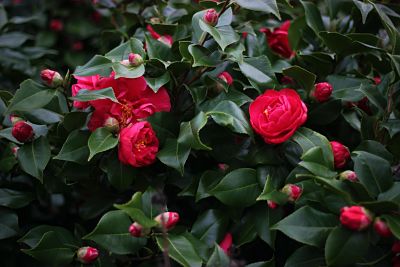 camelia fleur plante