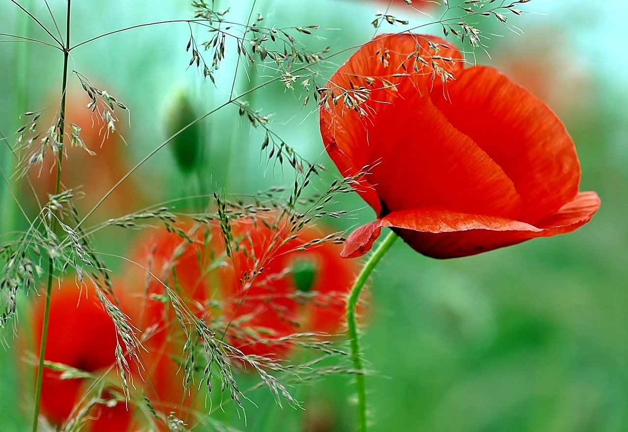 coquelicot fleurs plante semis jardinage