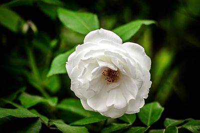 camélia fleur jardinage