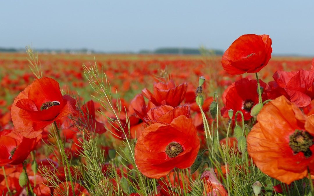 Le coquelicot : conseils jardinage pour des jolies fleurs champêtres