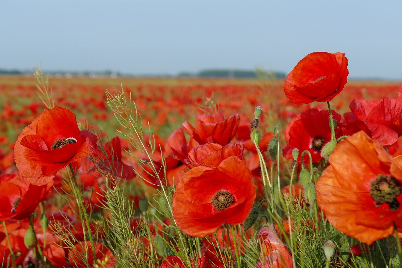 coquelicot conseils jardinage semis fleur des champs